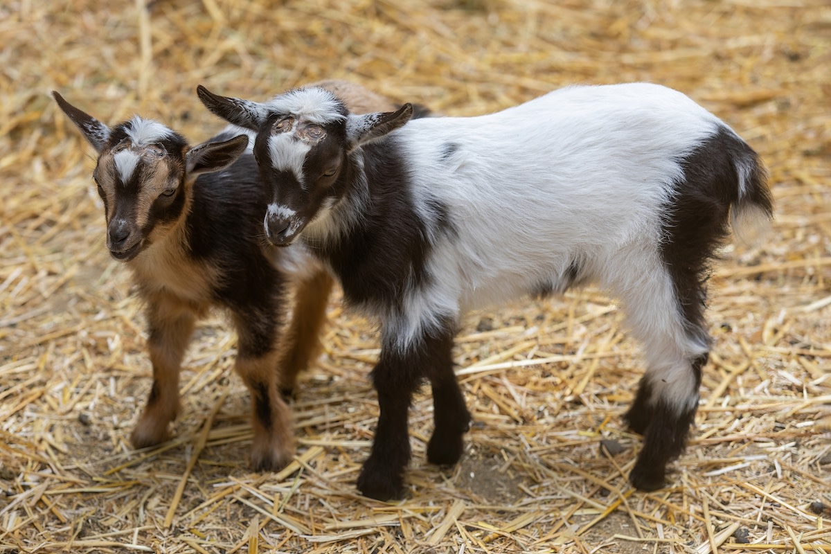 Farm dog Kate becomes loving babysitter for rare goat triplets on homestead