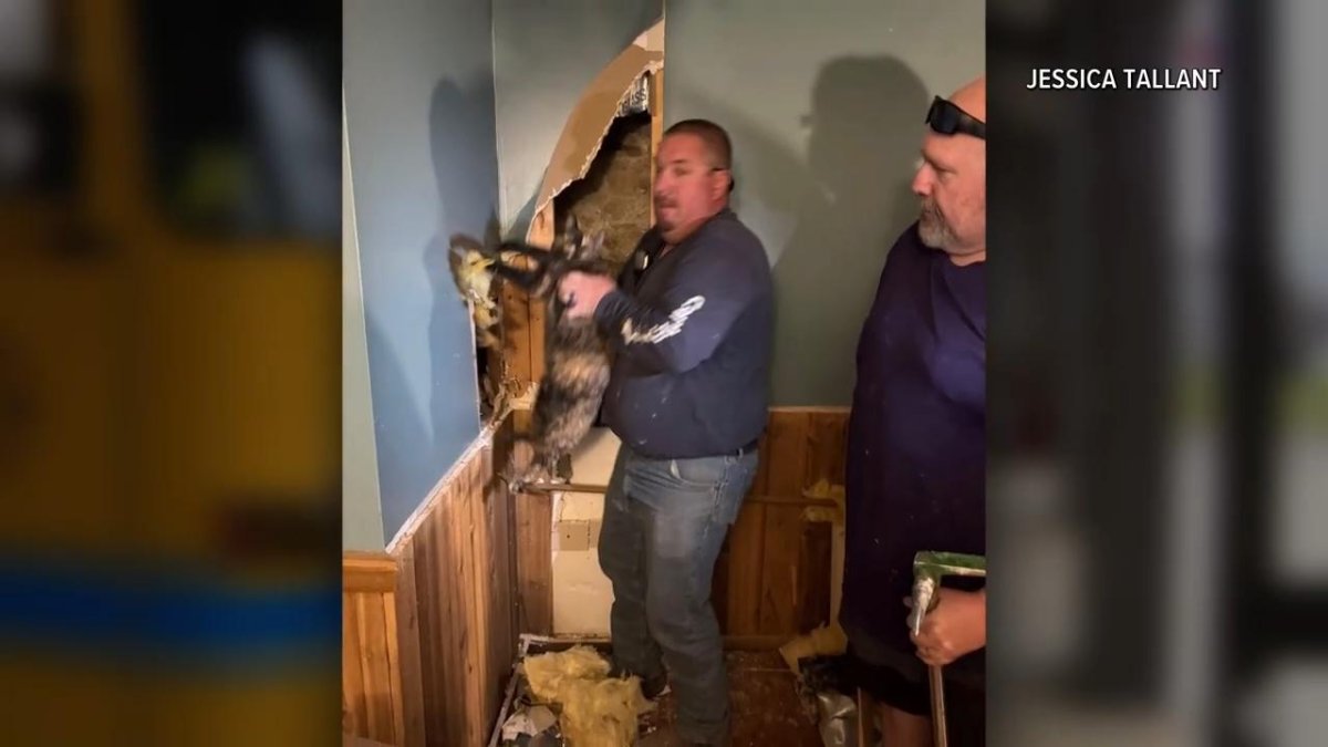 Watch: Cat rescued from inside basement wall in New York