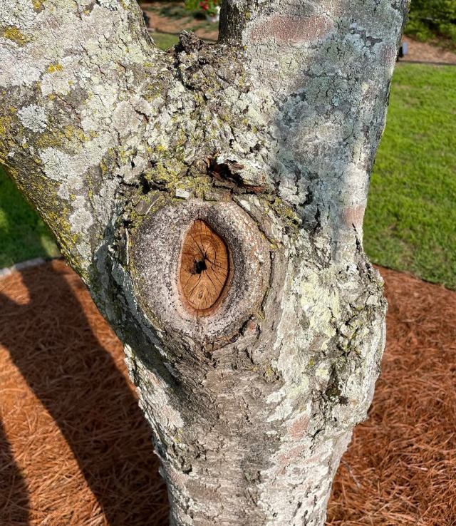 Unsuspecting homeowner warned after sharing photo of tree concern