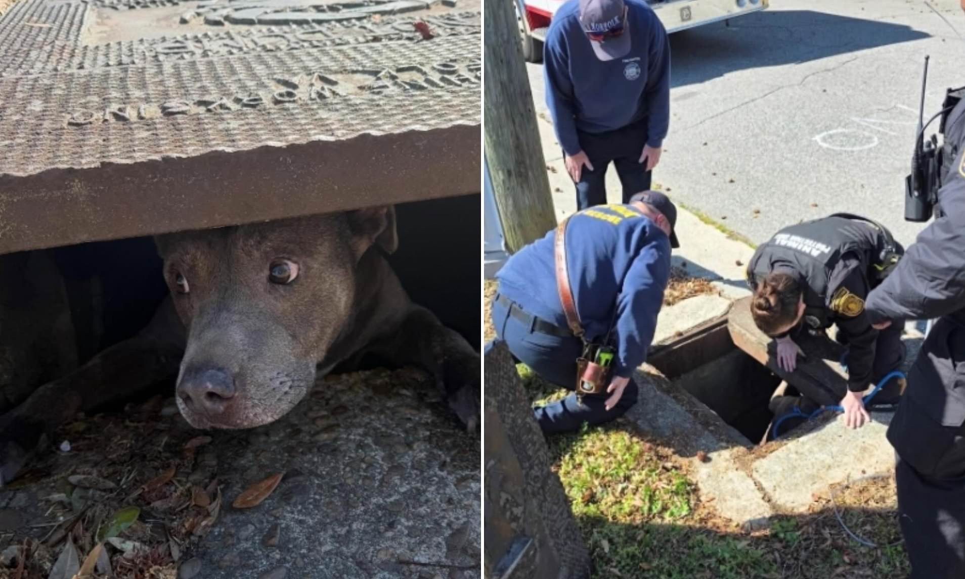 Adorable pet dog rescued from unusual predicament after a passerby ...
