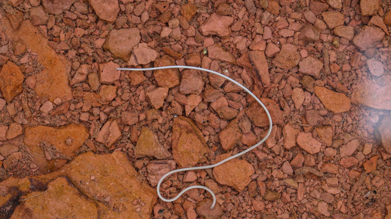 12 types of worms you can find in your garden (and what they say about ...