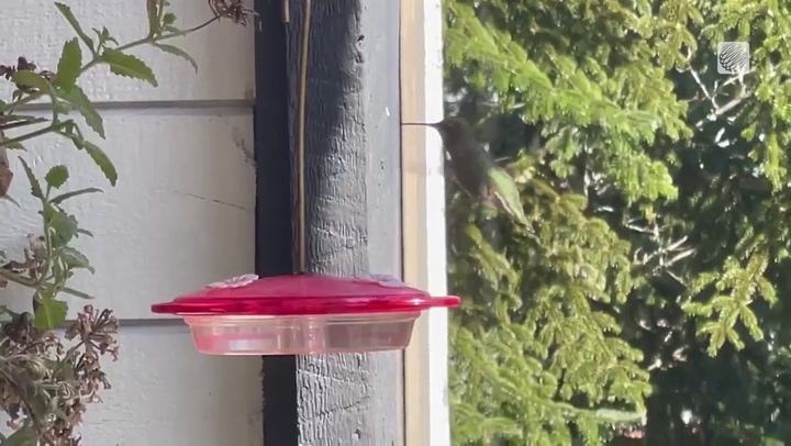 Sign of spring? A hummingbird at a feeder in Nanaimo, BC