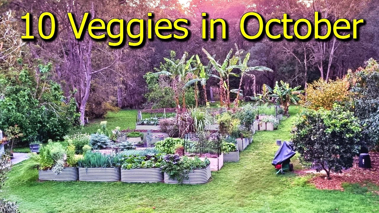 Top 10 veggies to grow this October | Spring garden tour in a ...