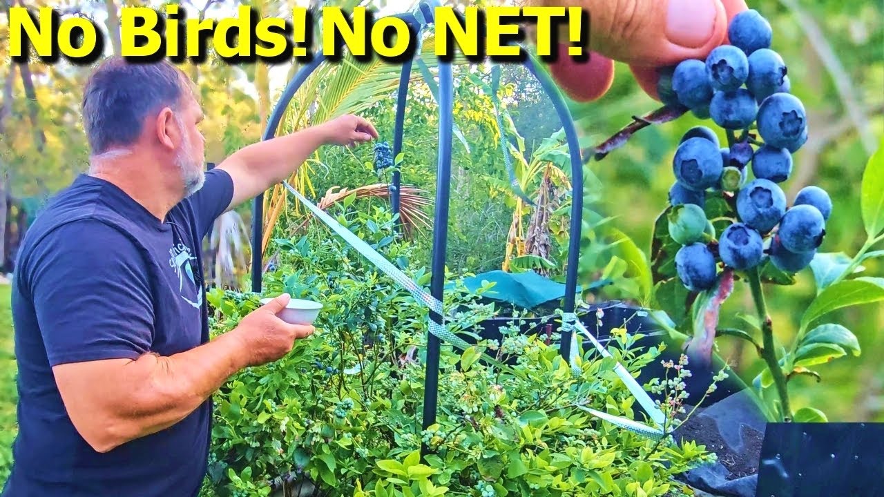 Blueberry Secrets: How to Grow & Enjoy the Healthiest Fruit with ...
