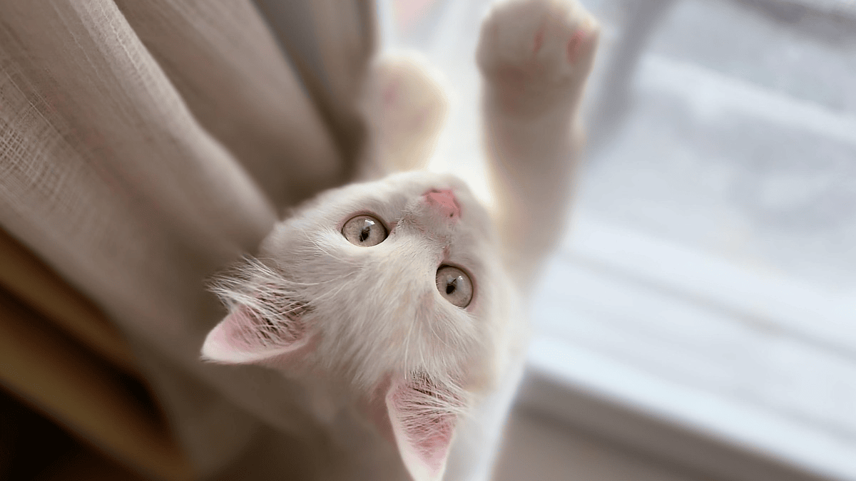 Photo inspiration: Fresh Look at When A Cat Knows It Is Going To Die It