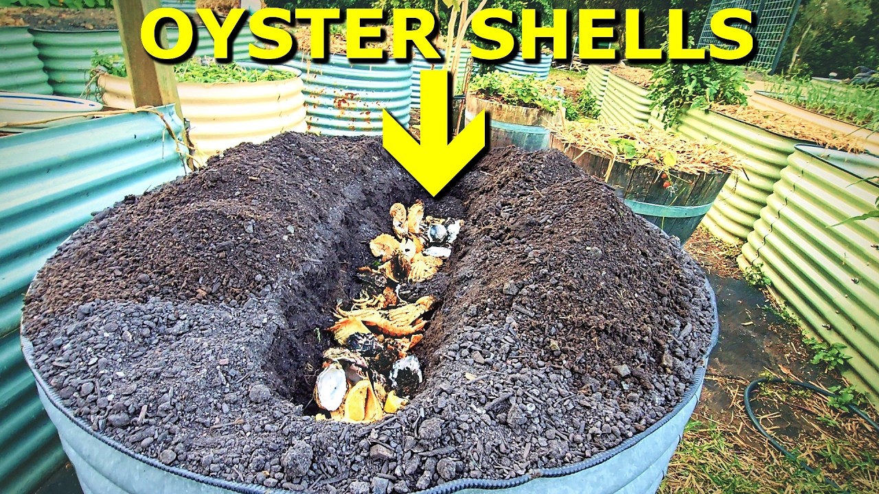 What happens when you bury oyster shells in your garden? Amazing raised ...
