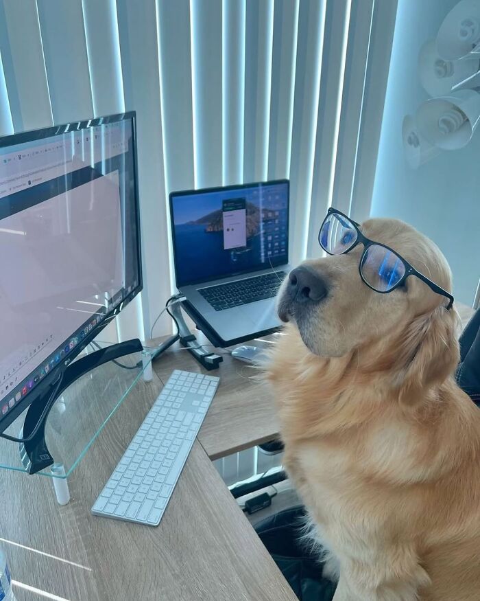 58 pics of dogs who somehow became cute remote workers