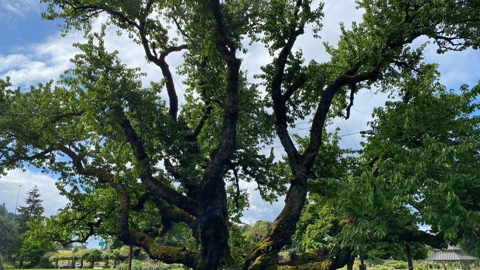 Oregon heritage tree program marks 30 years with 85 designated trees ...