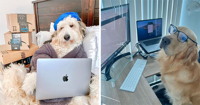 58 pics of dogs who somehow became cute remote workers