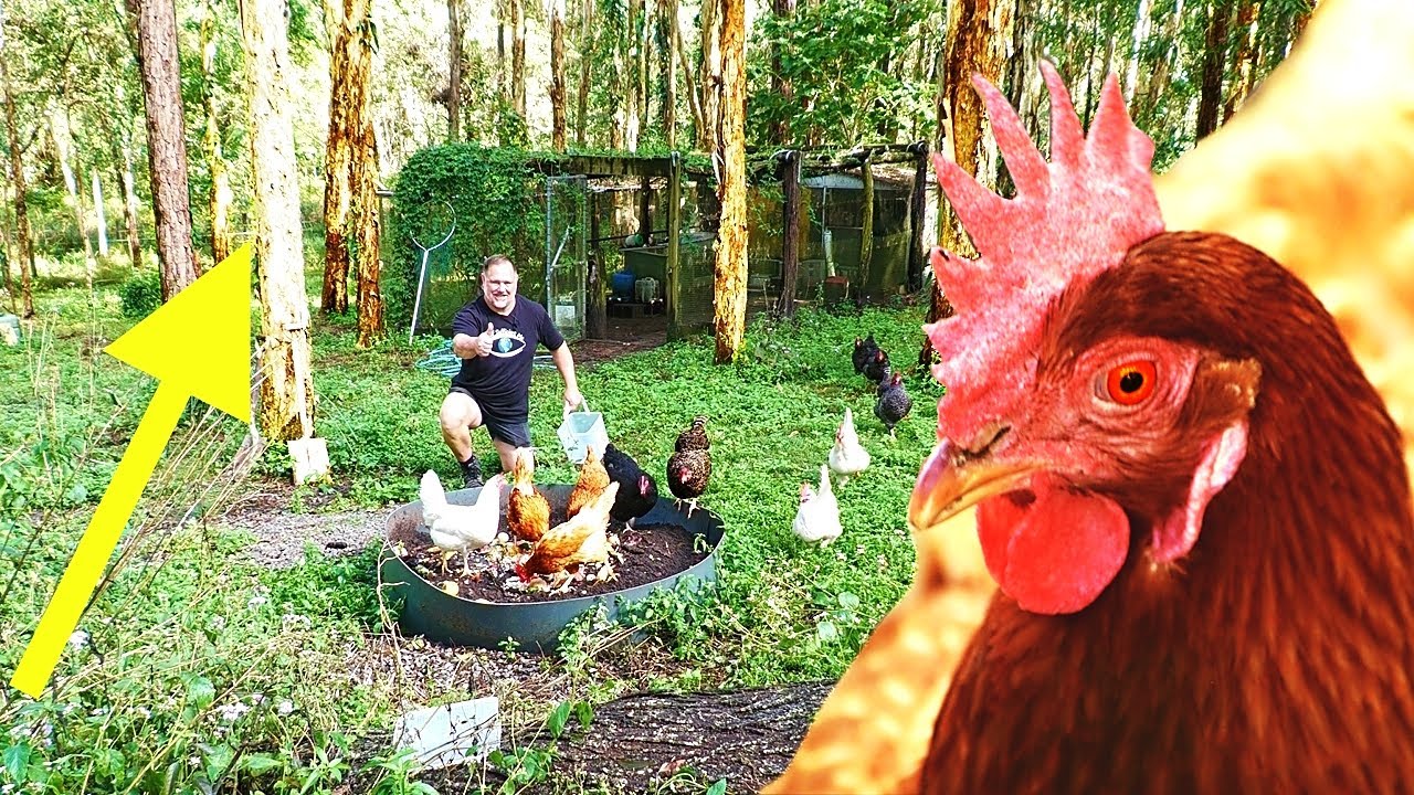 How trees & kitchen scraps keep my chickens happy and safe | Self ...