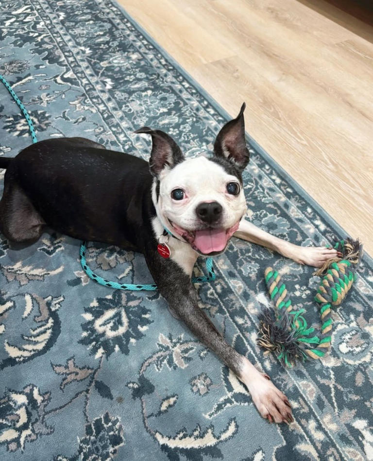 Heartwarming moment dog is reunited with crying owner three years after ...