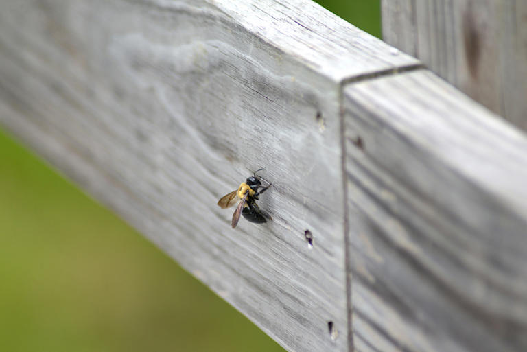 Stop carpenter bees before they drill—this easy trick works