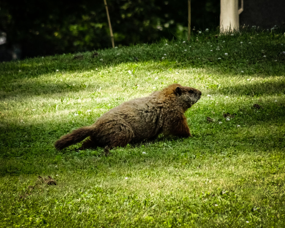 This simple trick helps keep groundhogs out of your yard
