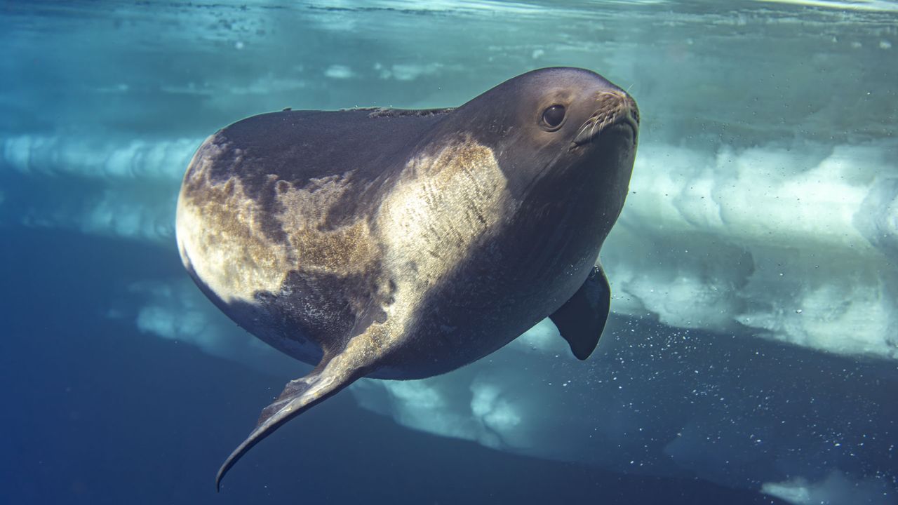 Pro photographer reveals how he captured 'first-ever' photos of rare seal