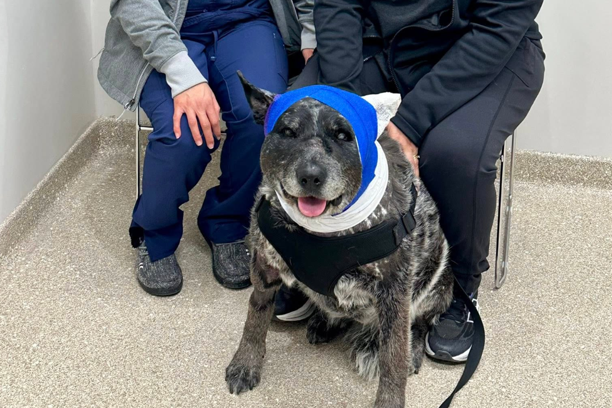 Half-blind, old dog risks life fending off bear that broke into home