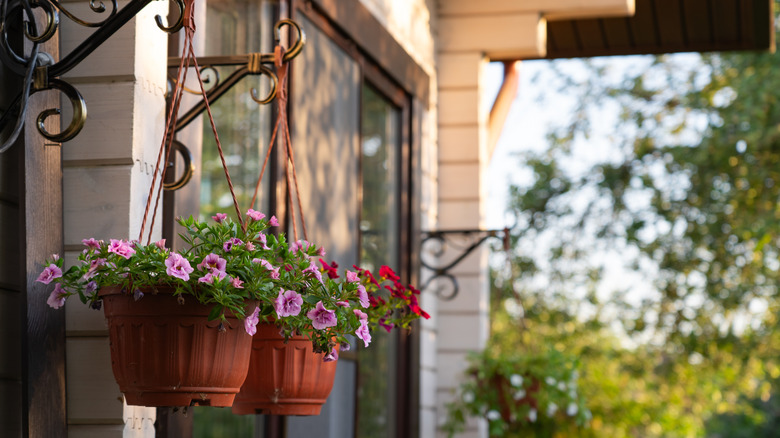 The unique spider plant variety that looks great in hanging baskets