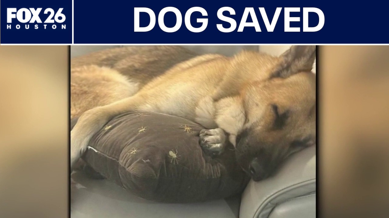 Woman wins fight to save her dog from death