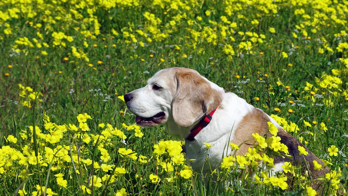 12 farewell gestures that dogs give their owners in their last days of life