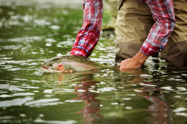 West Virginia fish stocking schedule for March 31