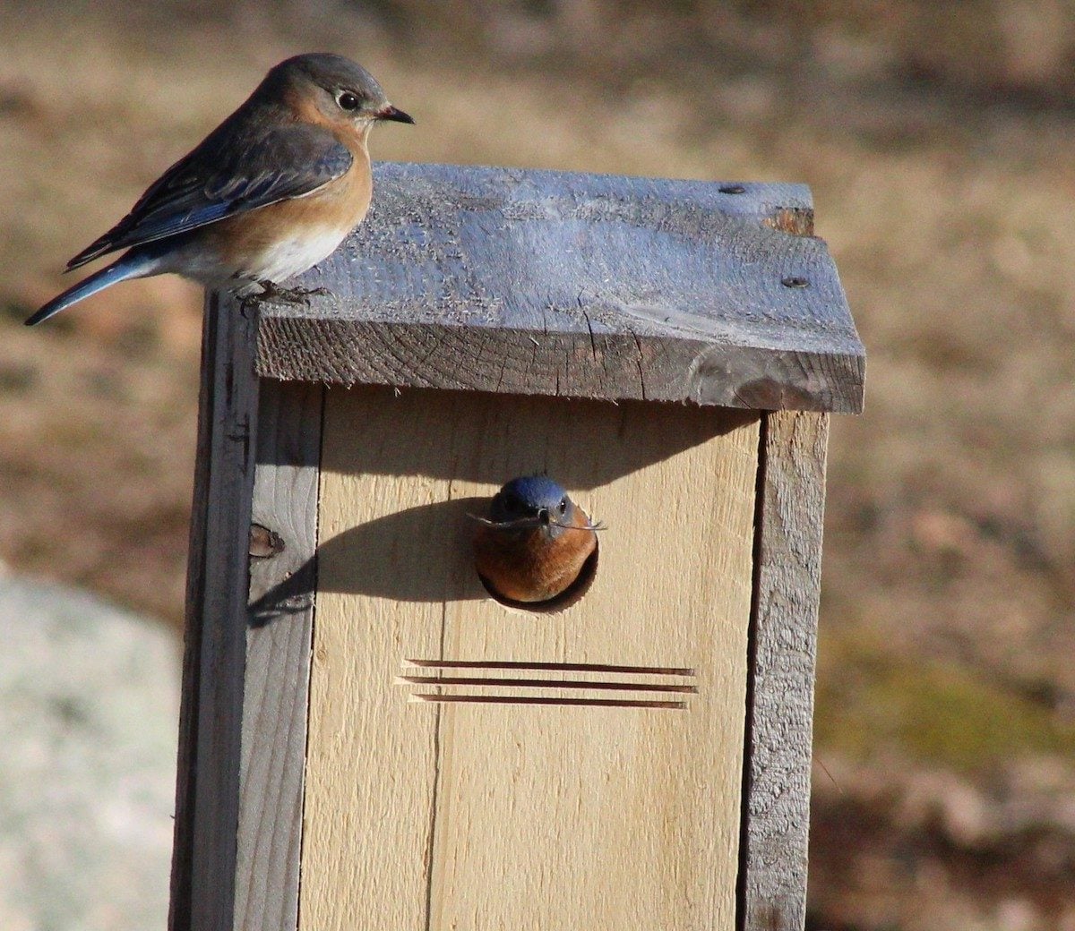 House hunters: Cavity nesting birds
