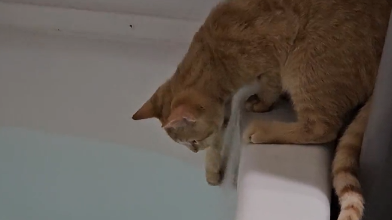 Curious cat's bathtub adventure takes a funny turn