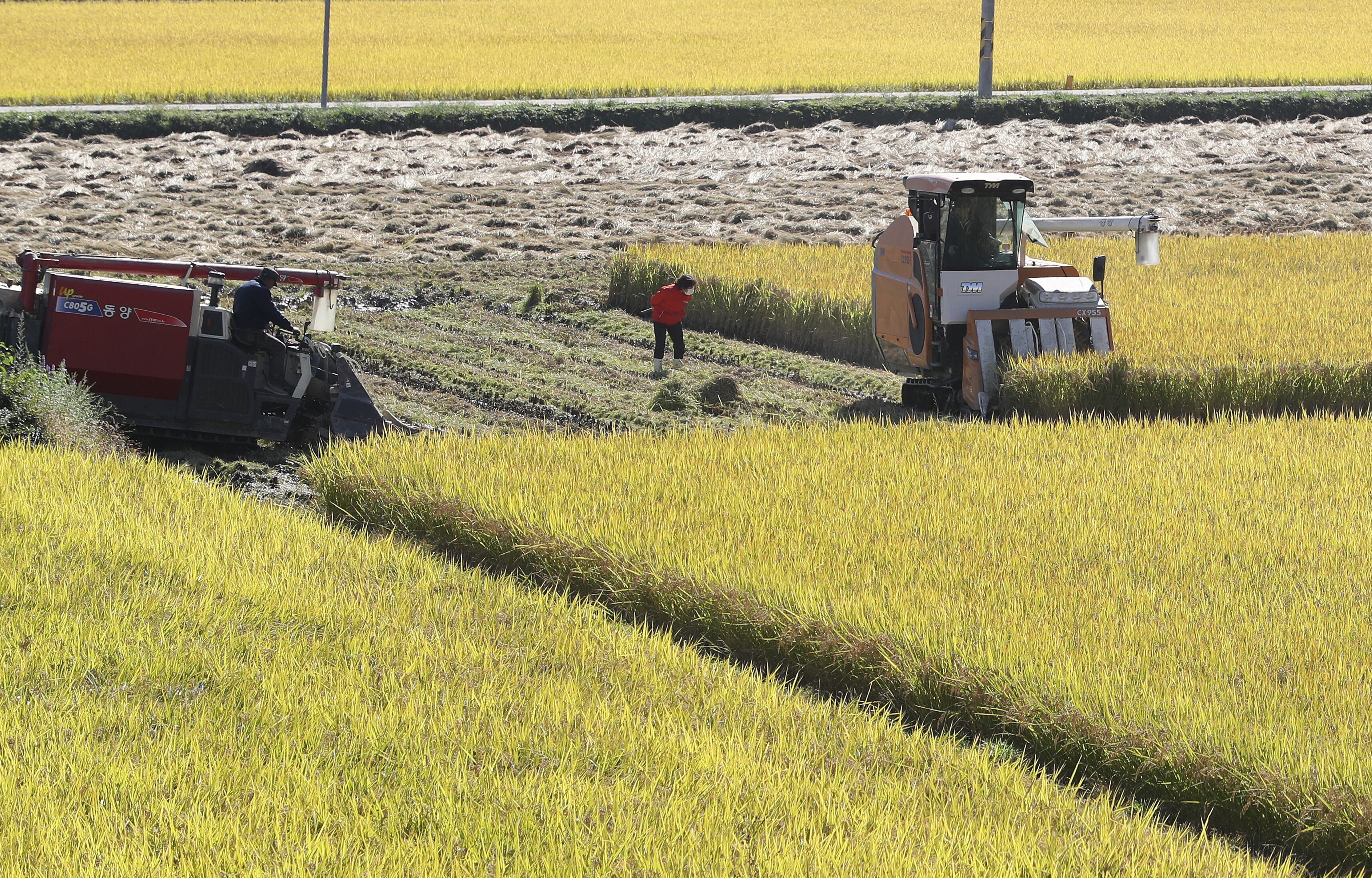 Farmers planting winter crops on rice paddies: Apply by 24th