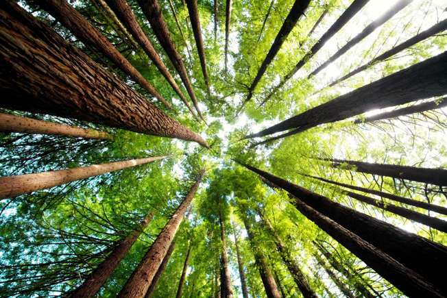 Bomen en zichtbaarheid