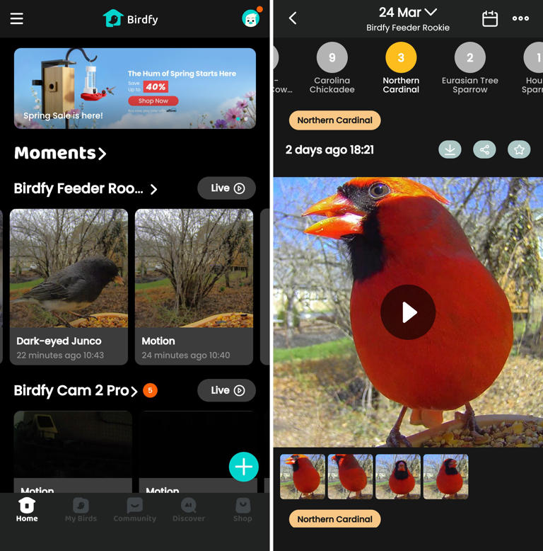 Birdfy feeder rookie