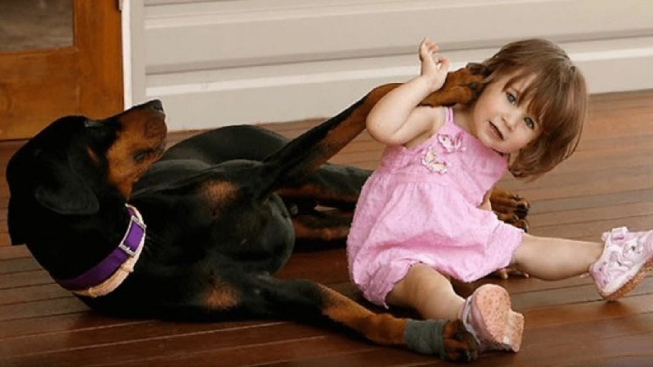 Dog aggressively grabs baby, then the reason why becomes clear<br>