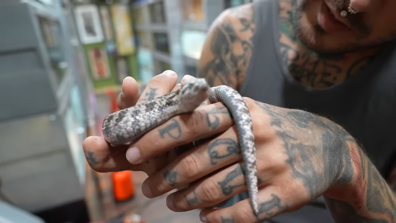 Finding new homes for snakes - What happened behind the scenes