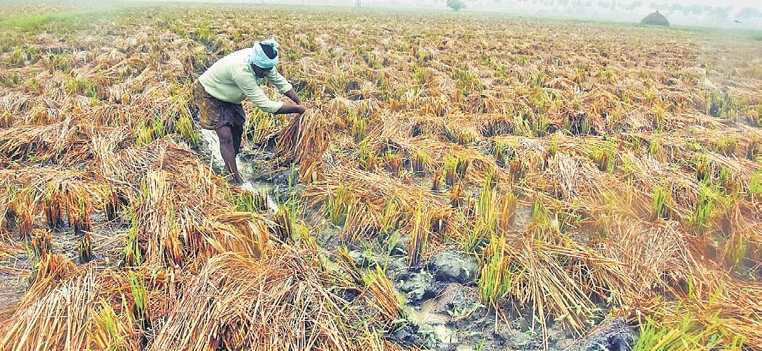 Unseasonal showers, hail wreak havoc on crops across AP