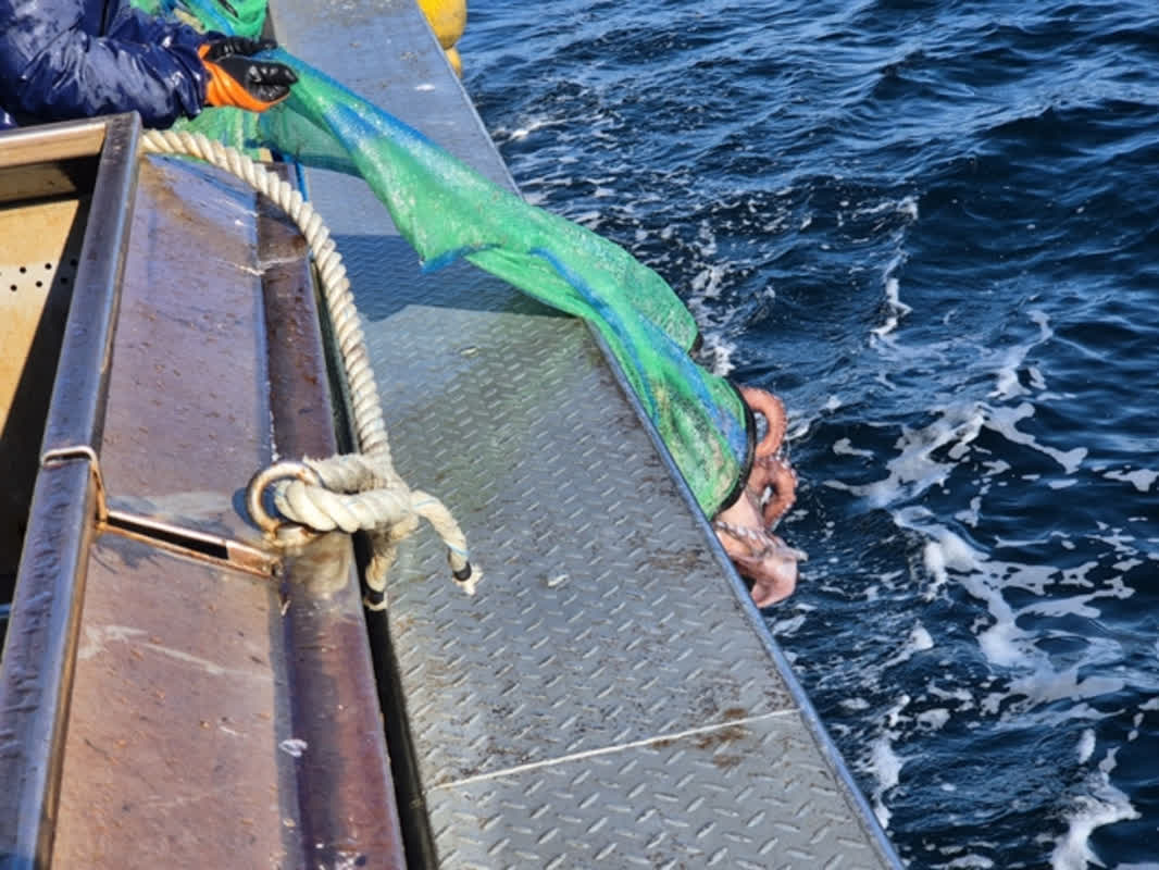 동해안 최북단 저도어장, 오는 9일 첫 입어 확정