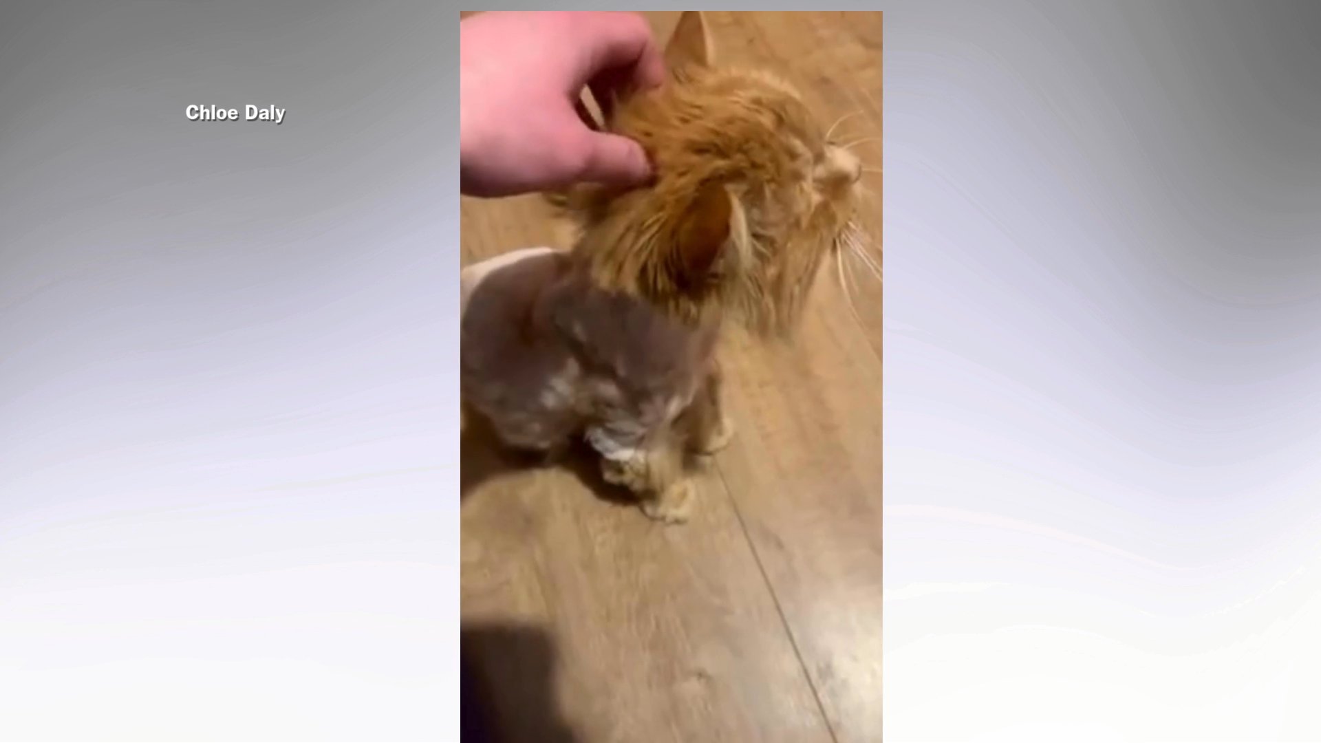 Missing cat found after 4 years away from home