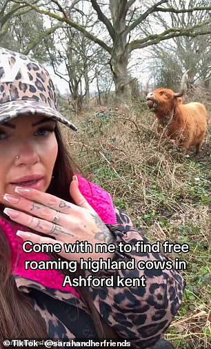 Wildlife experts urged visitors to stay well back from a herd of Highland cows in Ashford, Kent, amid a surge of TikTokers descending on the site