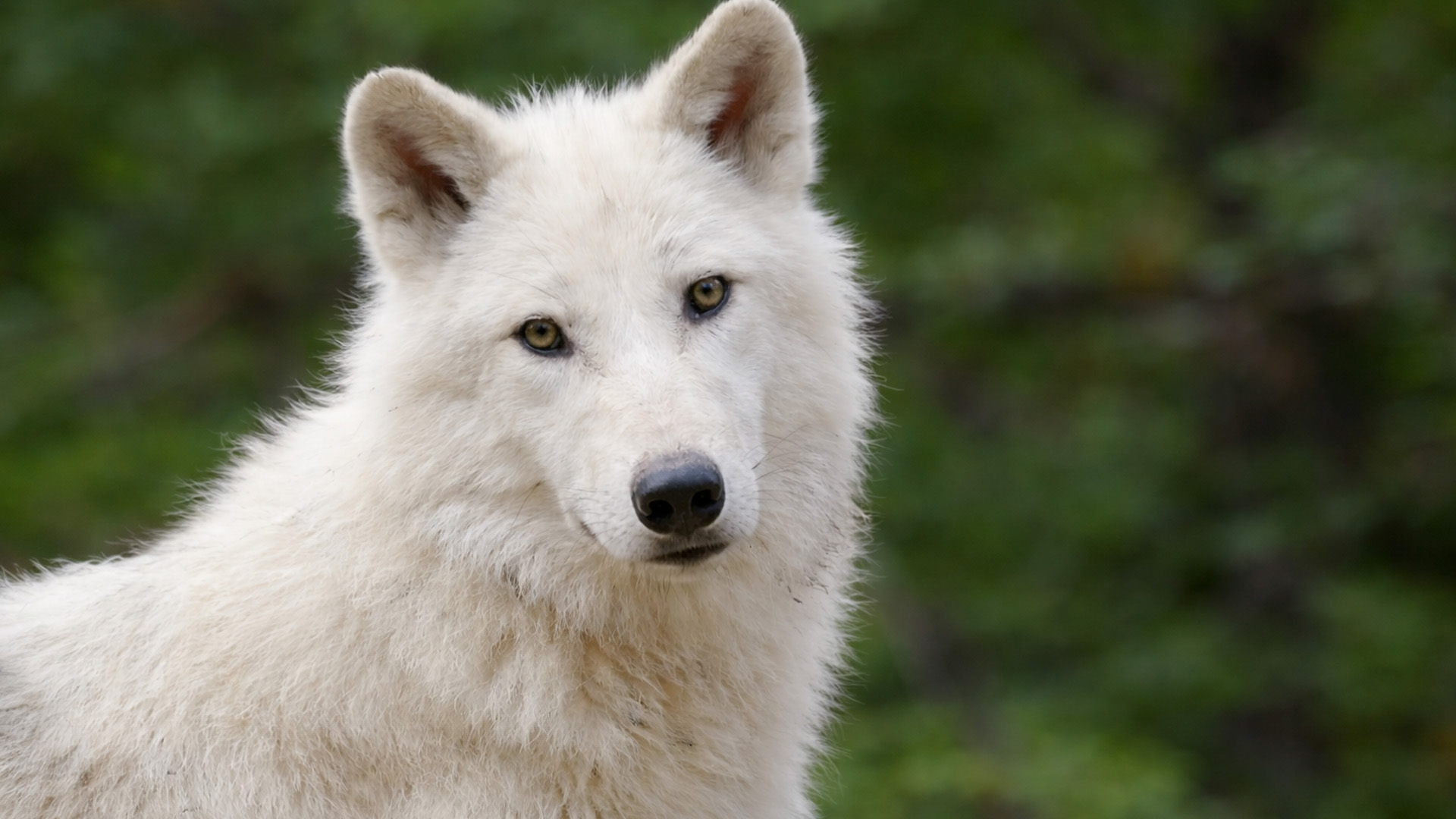 Een stille ontmoeting met een witte wolf vastgelegd op camera