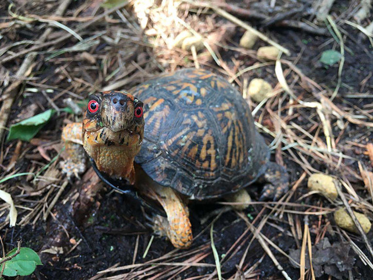 From SC to China: Little turtles at center of alleged international crime