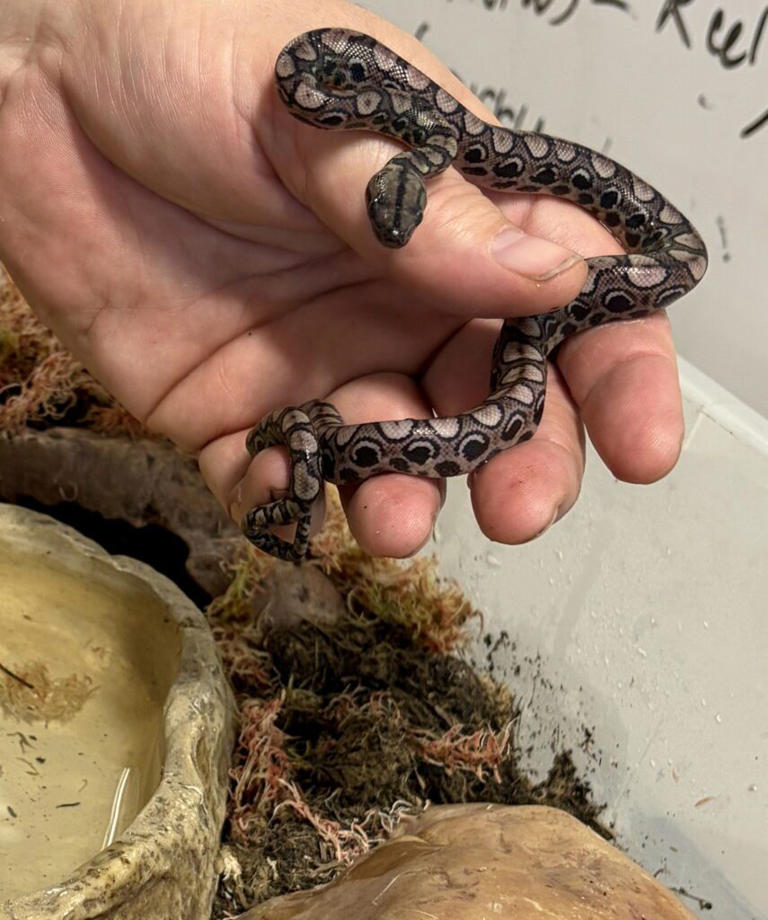 World first as snake has second 'virgin birth'