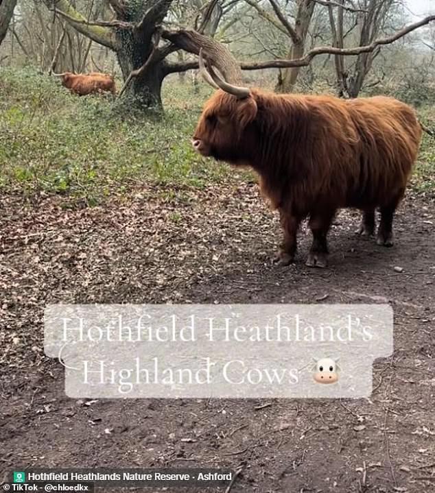 Park rangers have since been forced to remove Highland cows from a nature reserve after visitors ignored warnings to keep their distance amid an unexpected social media attention