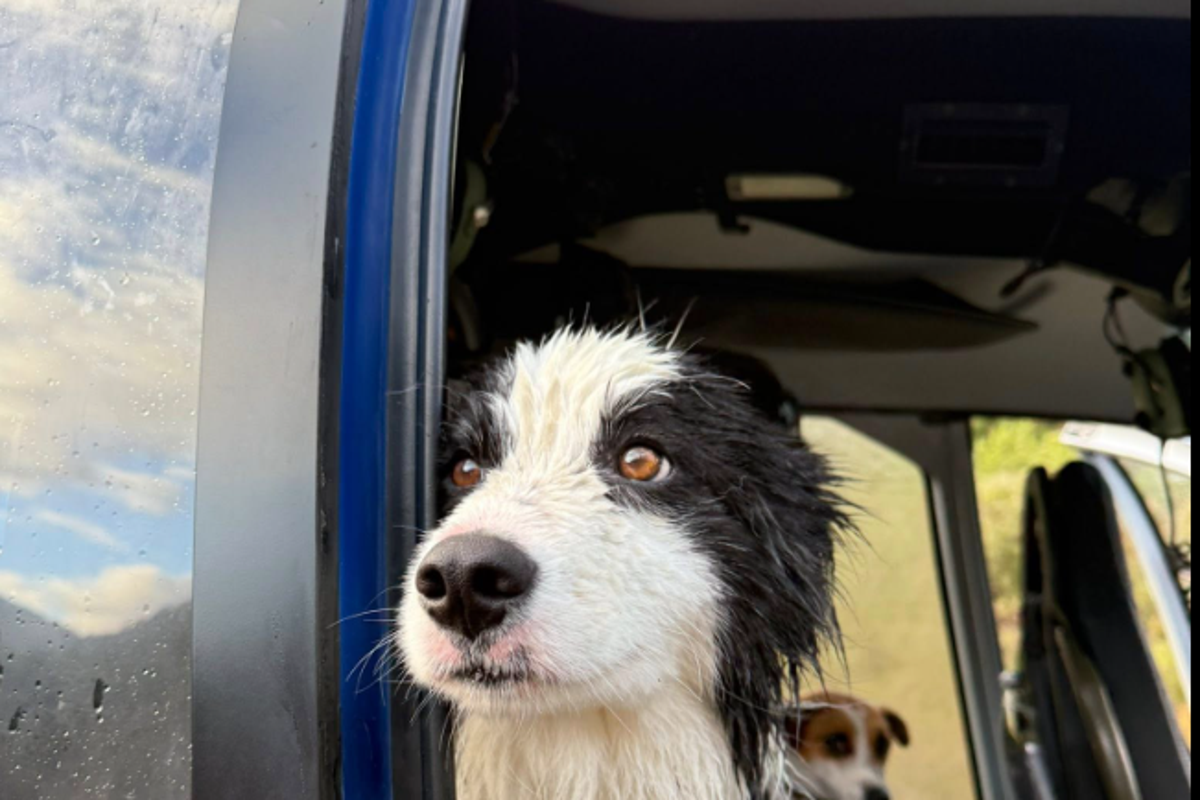 Border collie found a week after owner’s hiking accident<br><br>