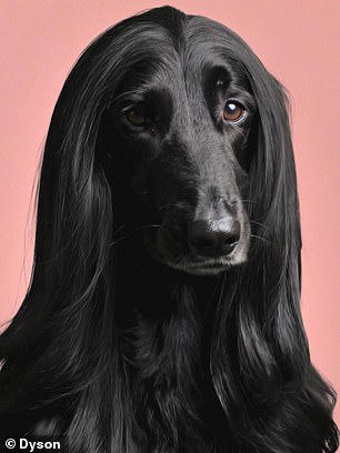 The best April Fool's Day pranks: Dyson Airwrap for a cat and meatball ...