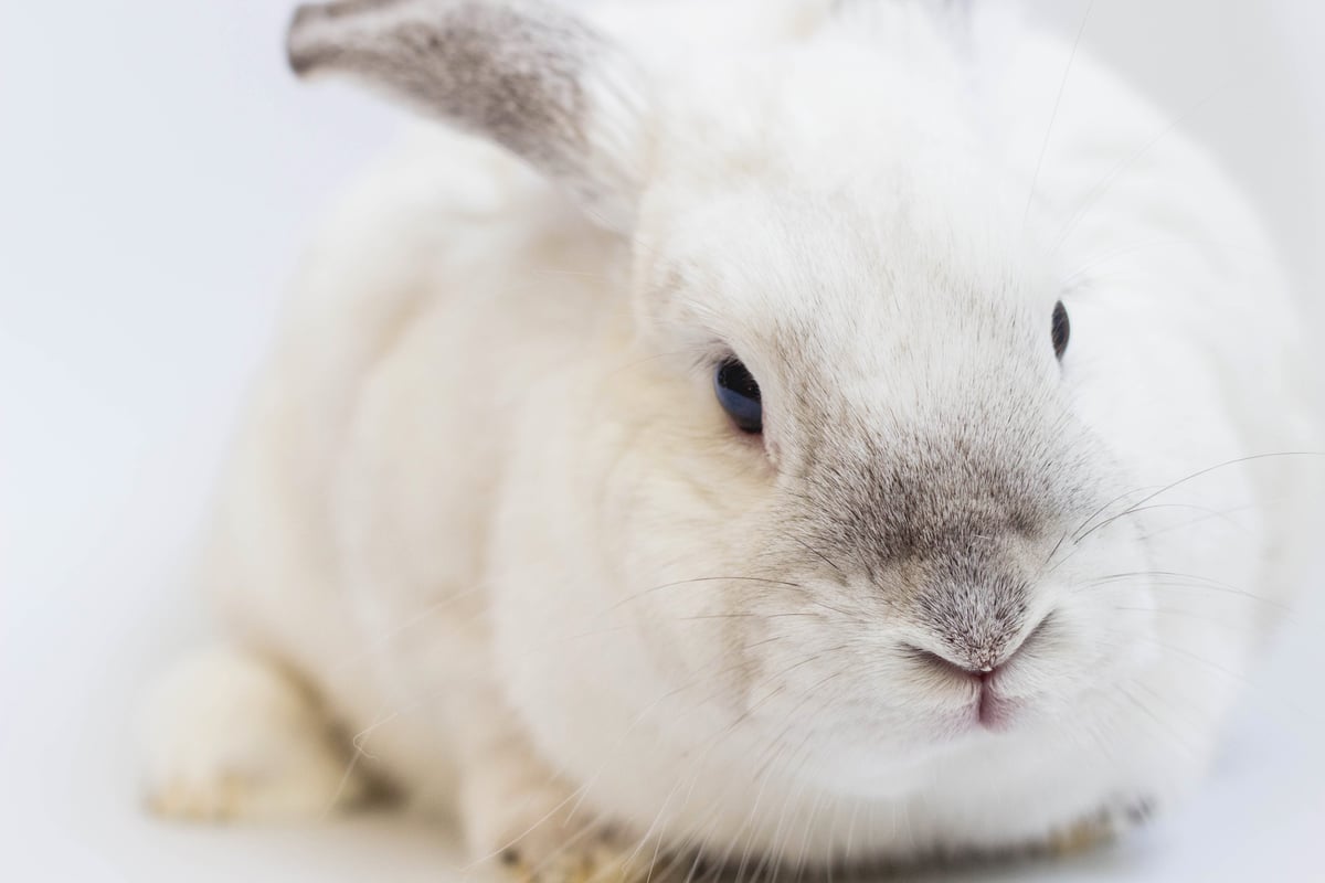 Why do we say 'white rabbits' on first of the month?