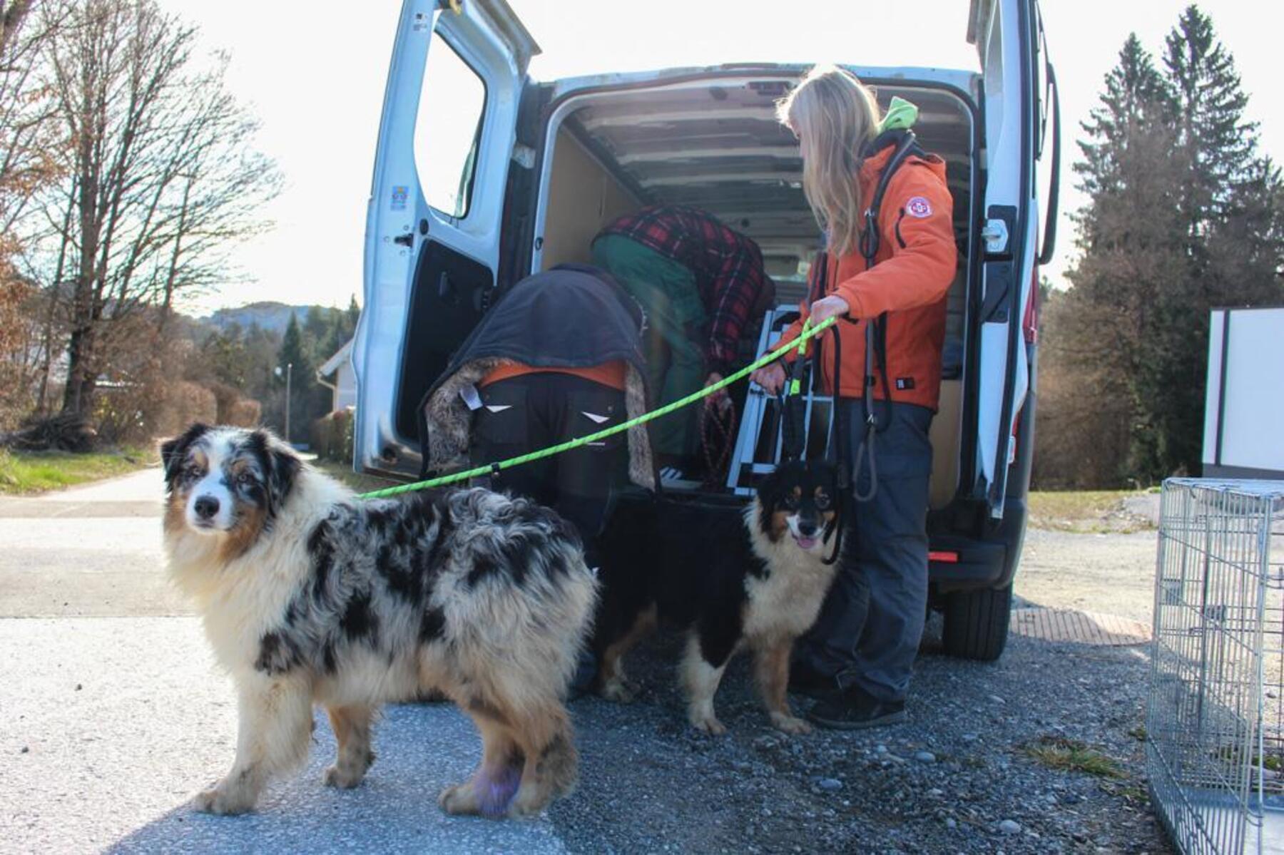 39 Hunde aus Haus gerettet: „Es war furchtbar, überall war Kot und Urin“