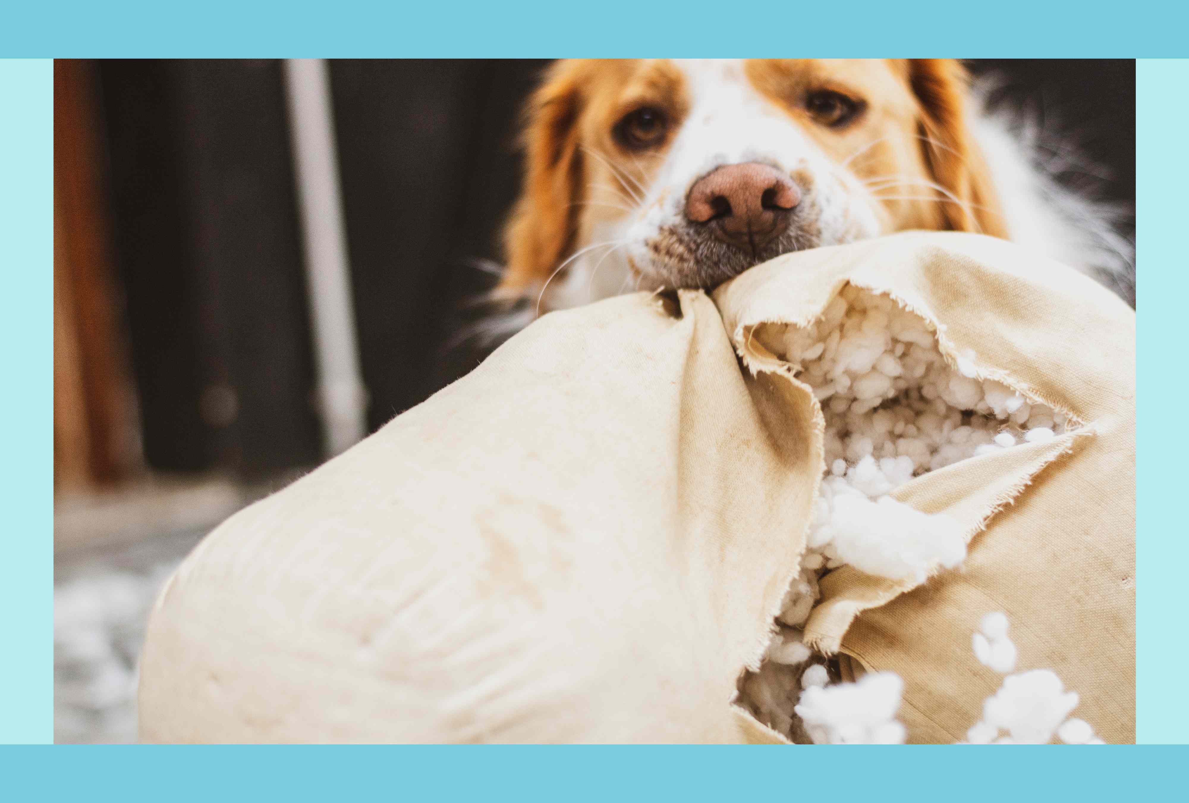 5 first-week mistakes new pet parents make (and how to avoid them)