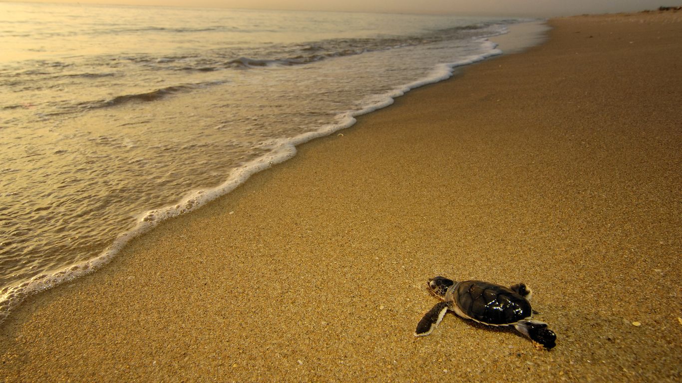 How to see (and protect) baby sea turtles during South Florida nesting ...