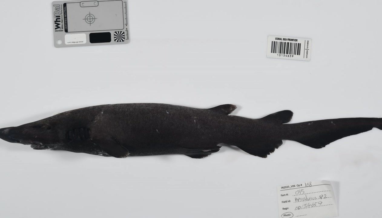 Scientists discover 110+ deep-sea species in Australia’s Coral Sea