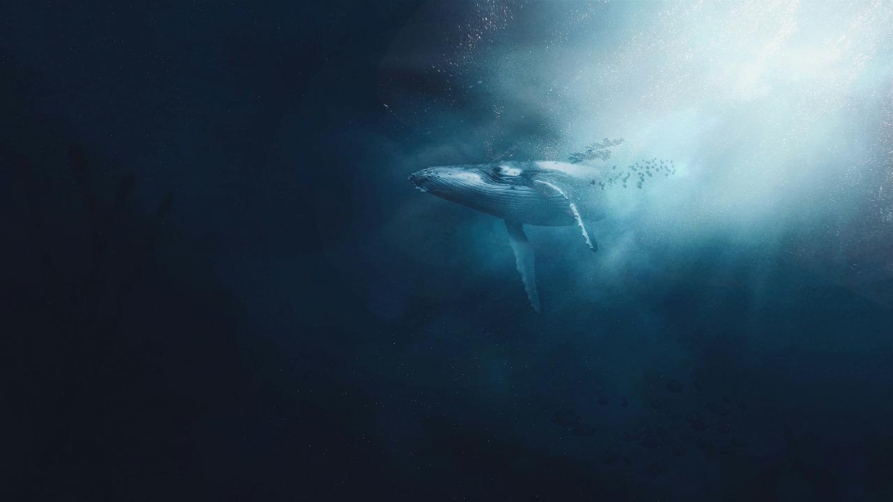 Rice’s whale: What to know about the rare species in the way of Gulf ...