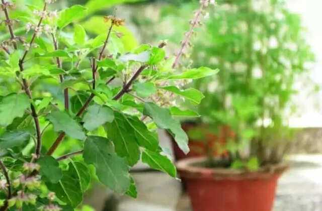 The sacred tulsi plant: Rituals for prosperity and harmony