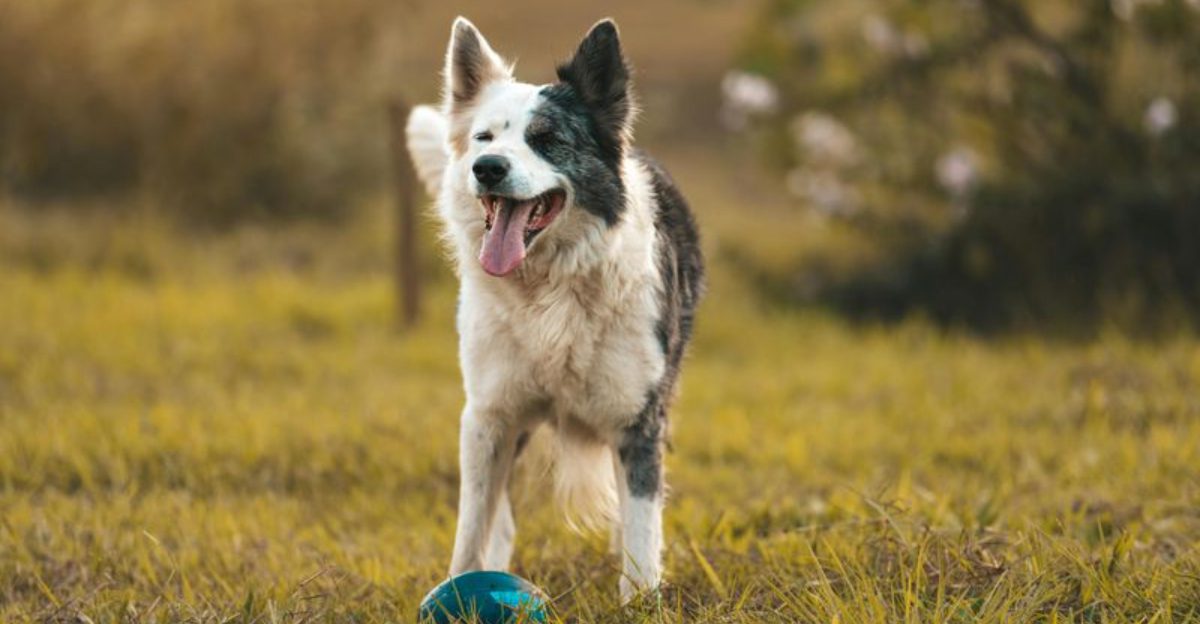 These 6 dog breeds can be a challenge – and 6 more you should think ...