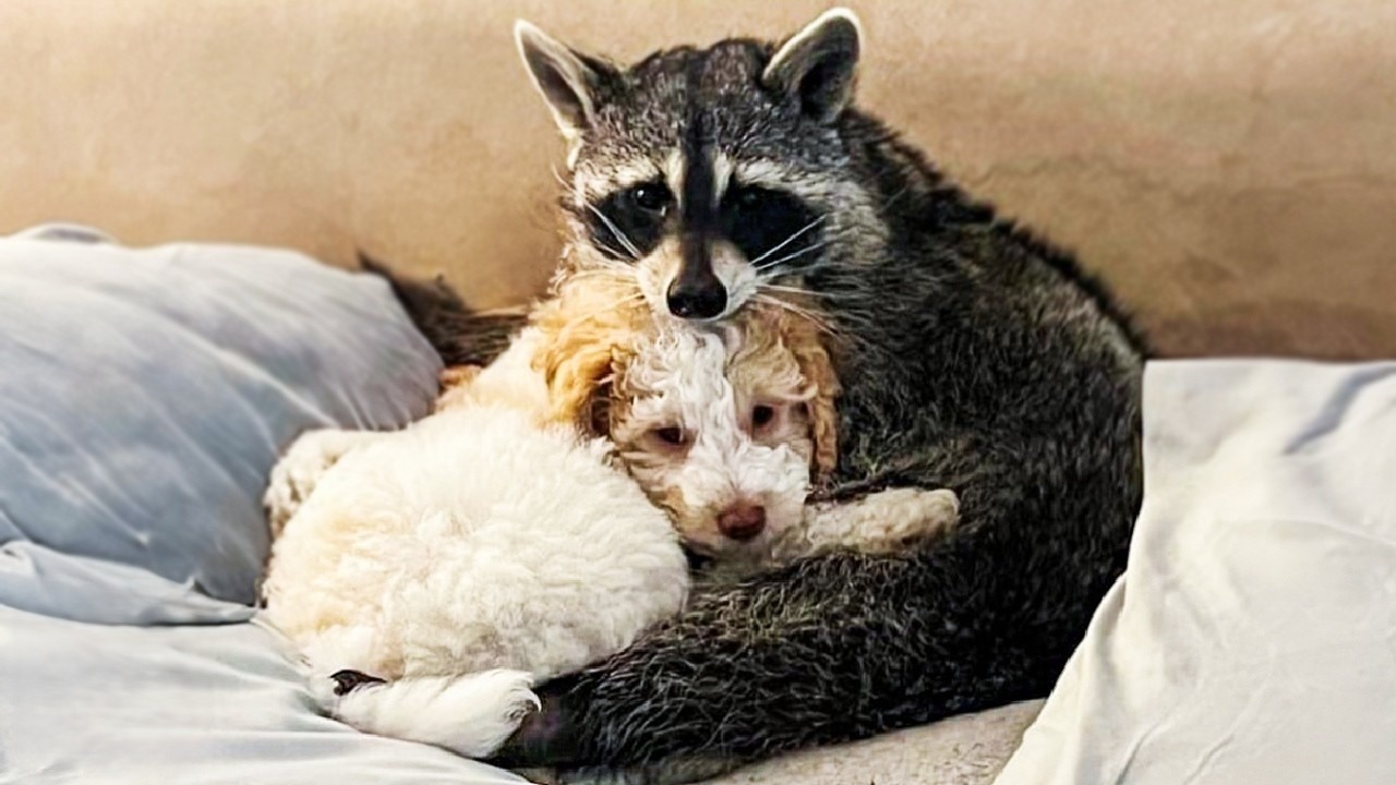 Paralyzed raccoon needed help to heal - but found something even more ...