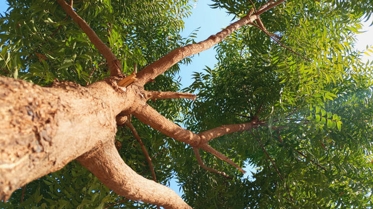The fast-growing tree you'll want to plant in your yard for all of its ...